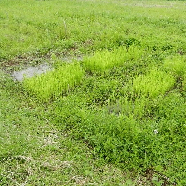 20150703221316416.jpg