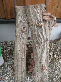 DSCN3081.JPG